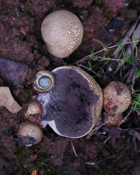 Boviste Bovista Καρποφόρα Συνήθεια Top View Open Mushroom — Φωτογραφία Αρχείου
