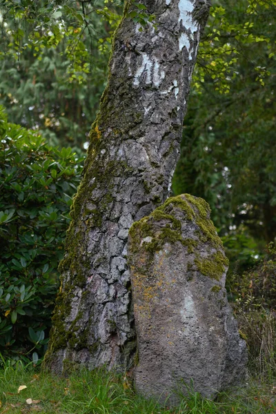 Πέτρα Και Βρύα Στο Δέντρο Στο Πάρκο — Φωτογραφία Αρχείου