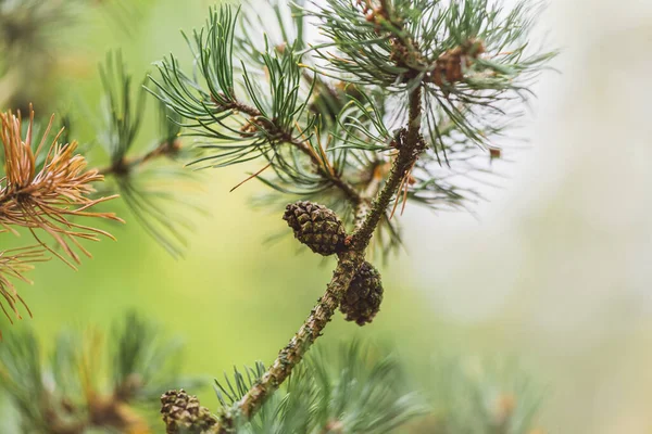 Ein Ast Mit Zapfen Und Ein Junger Baum Wald — Stockfoto