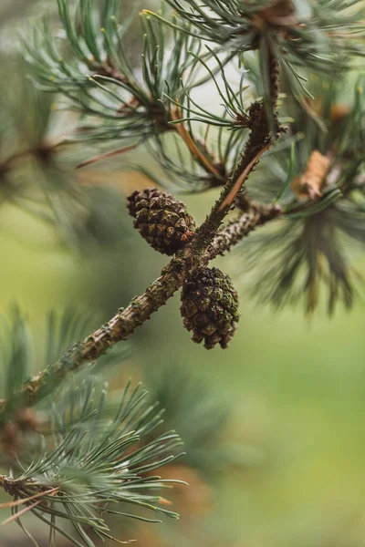 Green Fir Tree Branch Needles — Stock Photo, Image