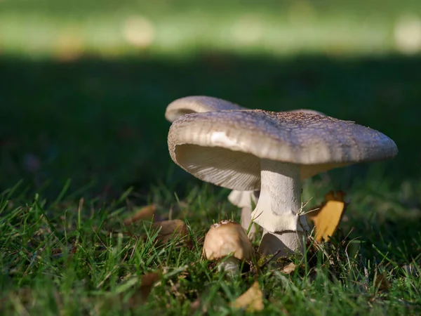 森林里的蘑菇 大自然 — 图库照片
