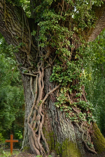 Вертикальный Снимок Дерева Парке Зеленой Травой — стоковое фото