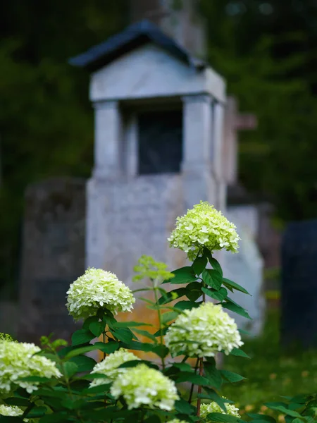 Старое Кладбище Городе Мертвых — стоковое фото