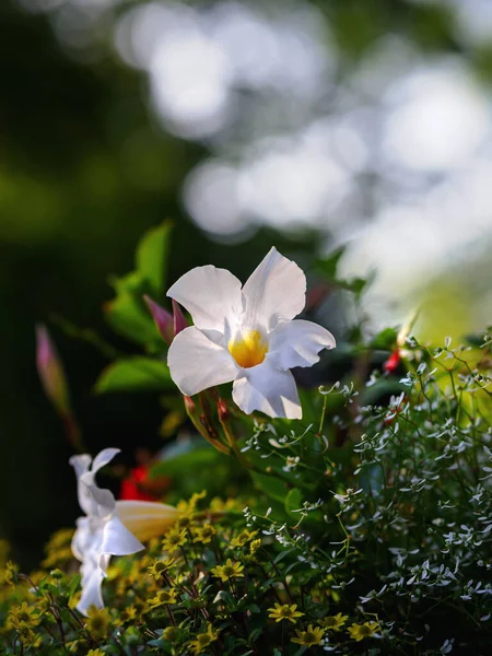 Belas Flores Brancas Jardim — Fotografia de Stock