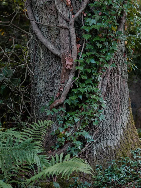 Старий Стовбур Дерева Парку Восени — стокове фото