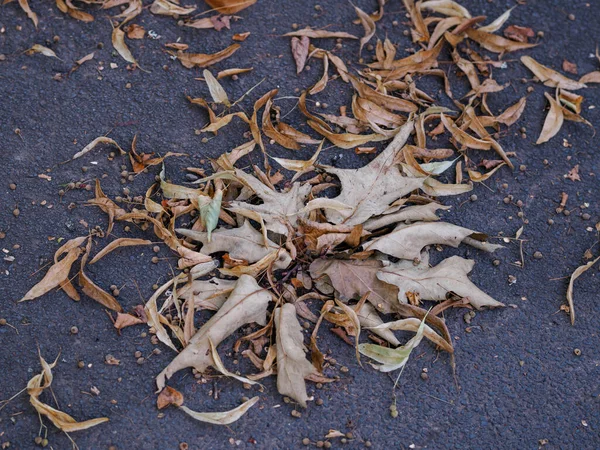Сухие Листья Земле — стоковое фото
