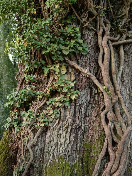 Vertical Shot Tree Roots Covered Moss — Stock Photo, Image