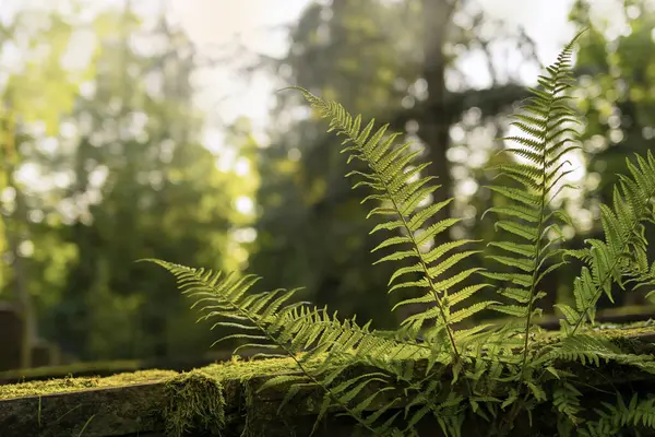 Gyönyörű Páfrány Fán Erdőben — Stock Fotó