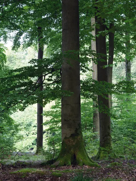Beaux Hêtres Dans Forêt Mixte Troncs Forts Vert — Photo
