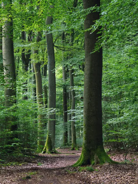Bellissimi Faggi Nella Foresta Mista Tronchi Forti Verde — Foto Stock