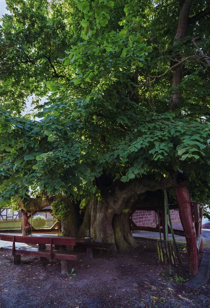 黑森州Himmelsberg村广场上有一棵有750年历史的跳着舞的林登树 — 图库照片
