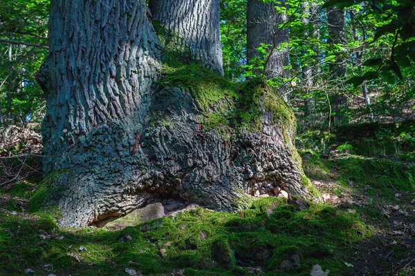 Vieux Grand Chêne Épais Dans Forêt Flanc Colline Mousses — Photo