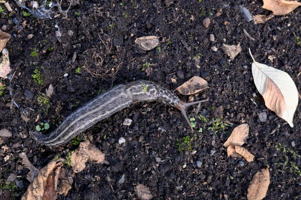 Escargot Escargot Dans Jardin Sur Terre — Photo