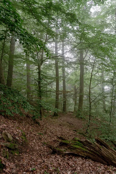 Depois Nevoeiro Floresta Faia Mista Dammelsberg — Fotografia de Stock