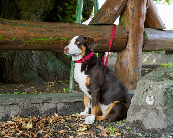 Sitting dog on leash, dogs are not allowed inside
