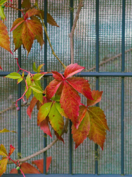 Осенние Листья Винограда Эйзенторе — стоковое фото