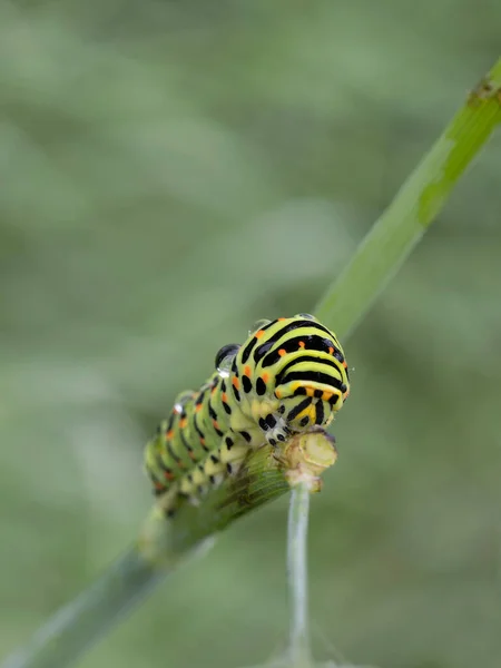 Bruco Adulto Una Farfalla Coda Forcuta Papilio Machaon Ritratto Dopo — Foto Stock
