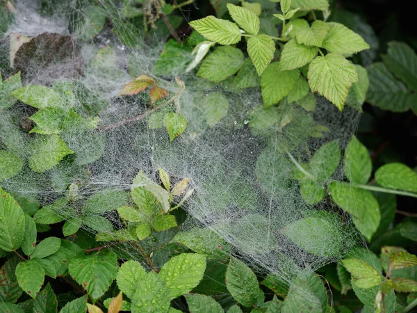 Early Dew Spider Web Blackberries Forest — Stock Photo, Image