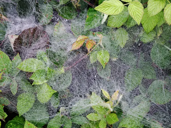 森林里黑莓上蜘蛛网上的早期露水 — 图库照片