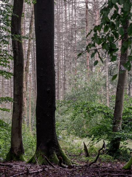 Forêt Éclairée Avec Des Épinettes Mortes Des Hêtres Sains Premier — Photo