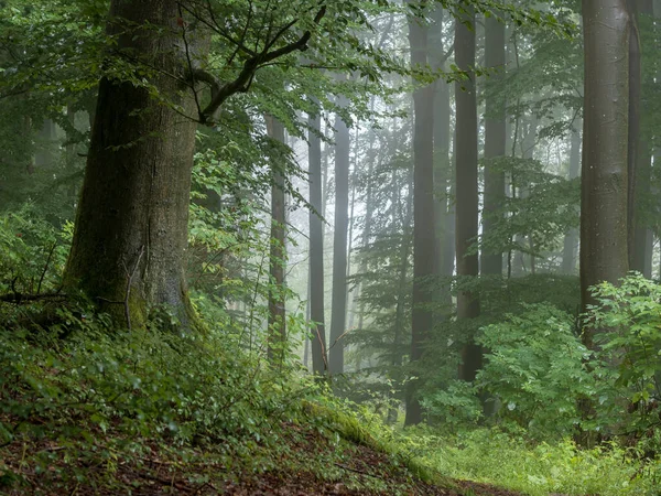混交林 山毛榉和云杉 薄雾中的森林路径 免版税图库照片