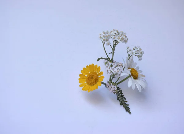 Malé Květiny Světlém Pozadí Studiu — Stock fotografie