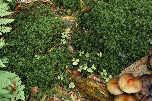 Moos Und Klee Altes Holz Wächst Auf Dem Waldboden — Stockfoto