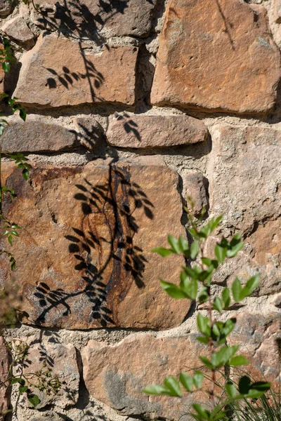 Muro Pietra Ombra Gioco Petali Rosa — Foto Stock