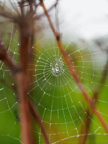 有露水滴在树枝上的精美蜘蛛网 — 图库照片