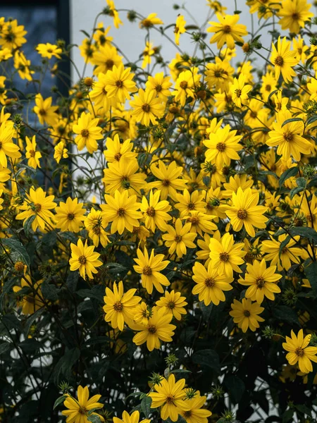 Bahçedeki Sarı Çiçekler Güzel Sarı Çiçek Açan Kıllı Ayçiçeği Çalısı — Stok fotoğraf