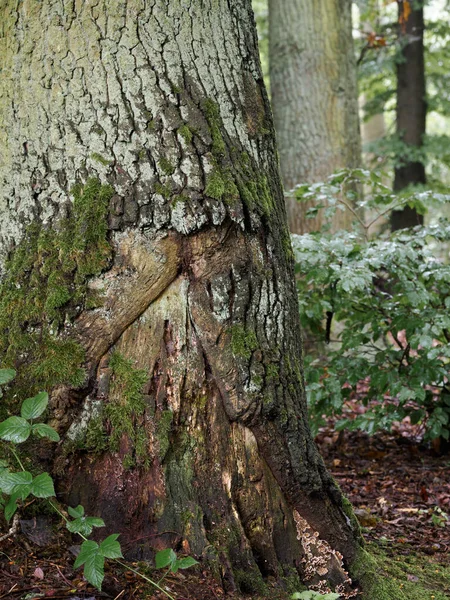 Стовбур Дерева Флора Фауна Фог — стокове фото