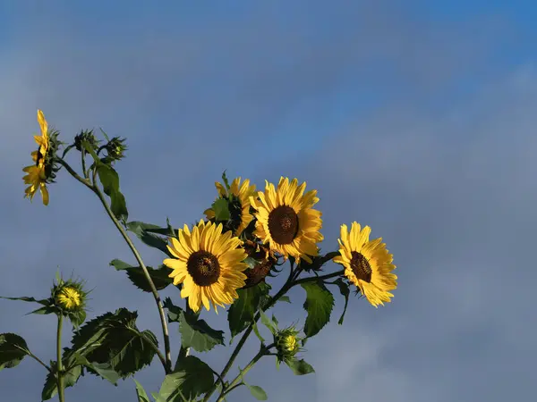 Yellow red sunflowers sunbathing against a blue sky