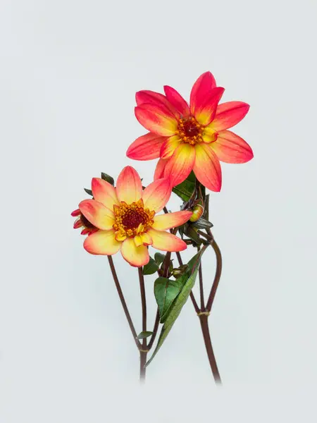 Krásná Červená Květina Dahlie Izolované Bílém Pozadí — Stock fotografie