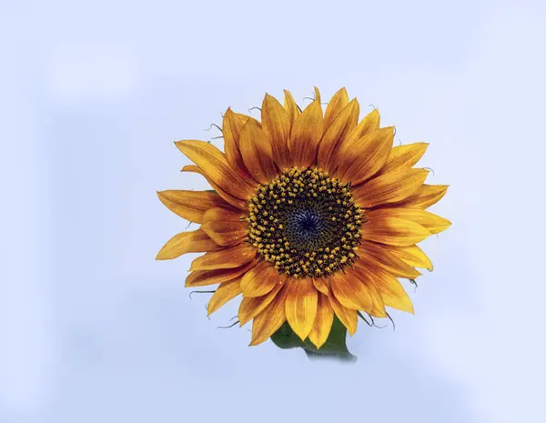 Красивый Единственный Цветок Подсолнуха Светлом Фоне — стоковое фото