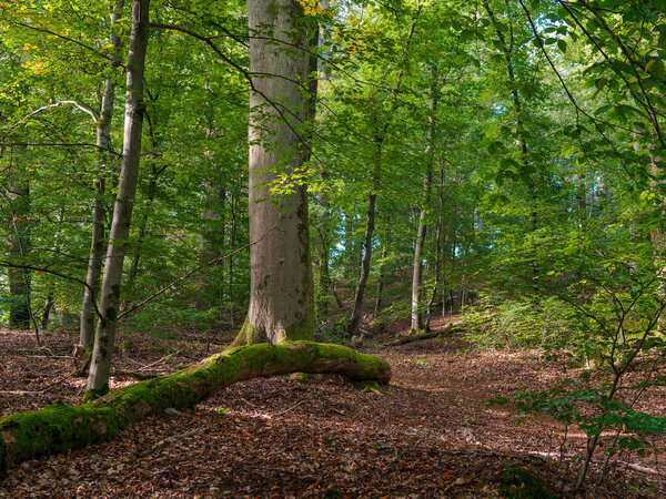 Beautiful morning atmosphere in the Dammelsberg Marbach nature reserve, rustic trees