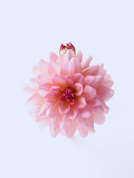 Dahlia Flower Isolated White Background — Stock Photo, Image