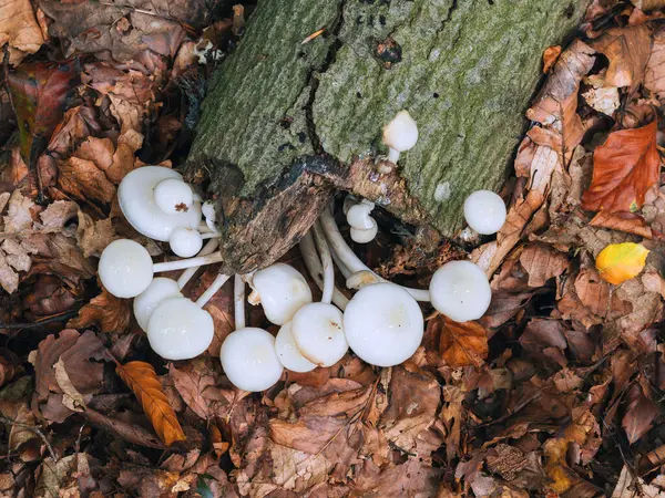 在森林里的蘑菇 — 图库照片