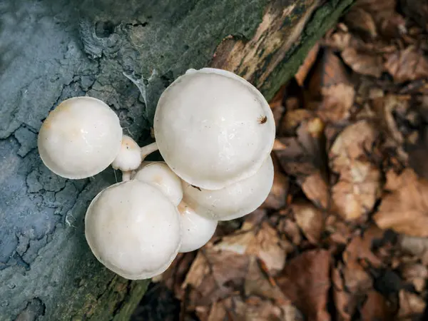 秋天的时候 在森林的树枝上挂着蘑菇 — 图库照片