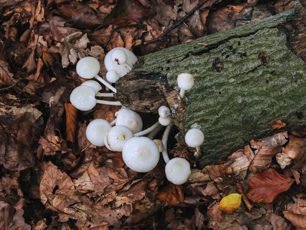Άσπρα Μανιτάρια Ένα Κούτσουρο Στο Δάσος Του Φθινοπώρου — Φωτογραφία Αρχείου