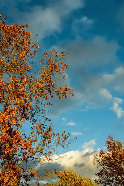 blue and white clouds in the evening sky, Autumn oak leaves evening sky, bright autumn