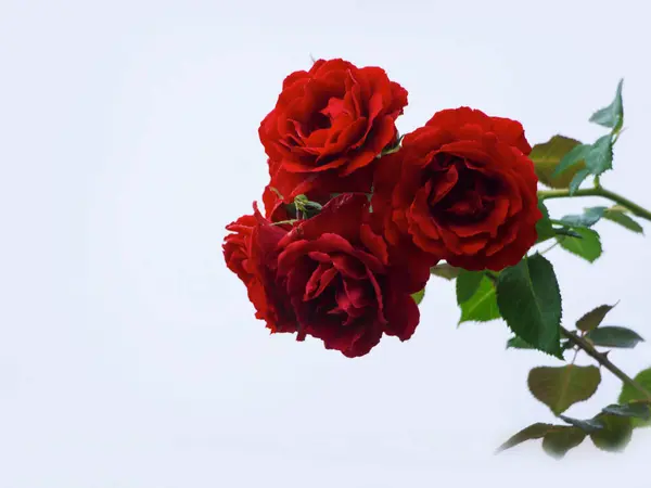 深红色的玫瑰花瓣在明亮的天空中绽放 免版税图库照片
