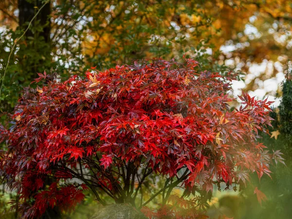 red maple tree with leaves in autumn, beautifully red colored maple