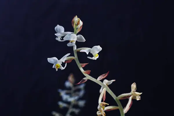 Flower stems of the jewel orchid ( Ludisia discolor ) houseplant against a dark background in the room