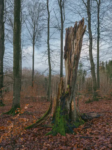 Forestry, forest use, mixed forest with strong beech trees