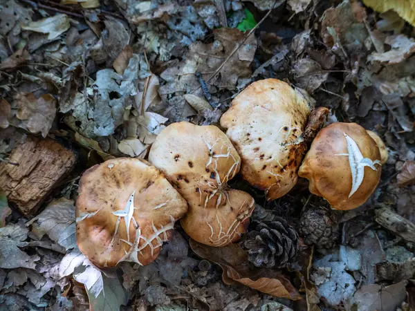 Young round light brown mushrooms growing in forest foliage, view from above