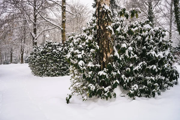 Beautiful winter weather with snow in Marburg, in the park, trees, rhododendron