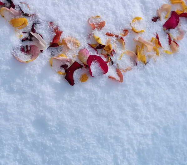 Winter snow, colorful rose petals lie in the snow