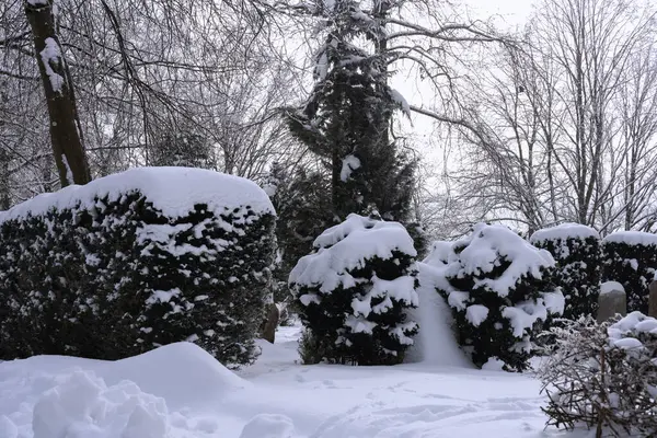 a snow covered garden with a fire hydrant