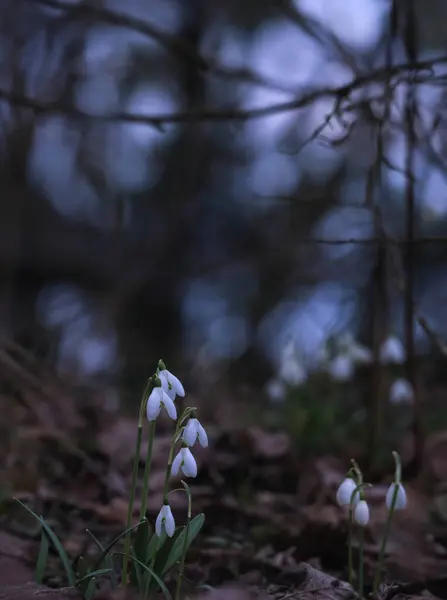 Individual snowdrops bloom in the forest and bushes