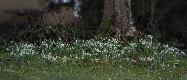 Strong tree with meadow and many blooming snowdrops